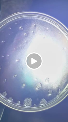 Customer video review of Zenith Super Colorshift Paint Basecoat Midcoat