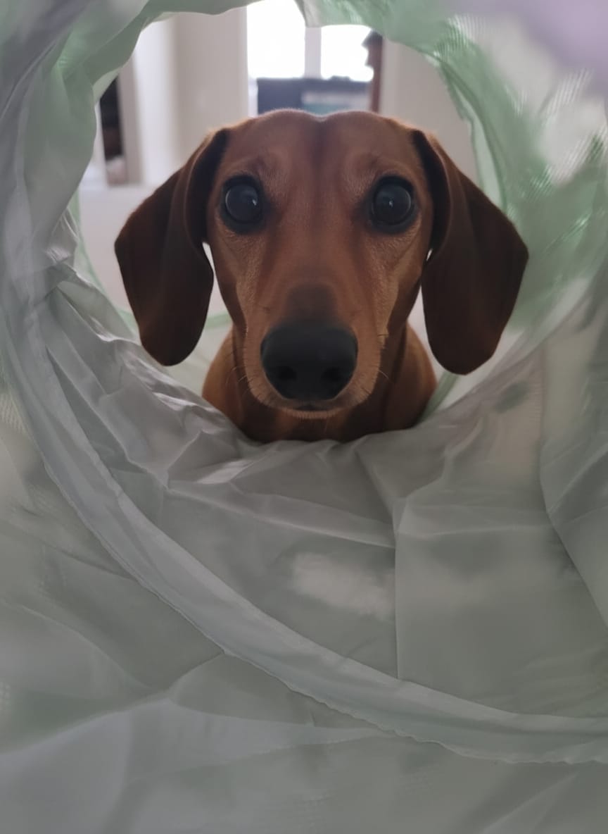 Customer photo review of Dachshund Tunnel Bed