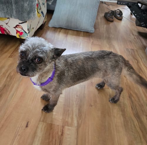 A reviewer's small, grey dog standing on a wood floor while wearing the purple PawLax Collar.