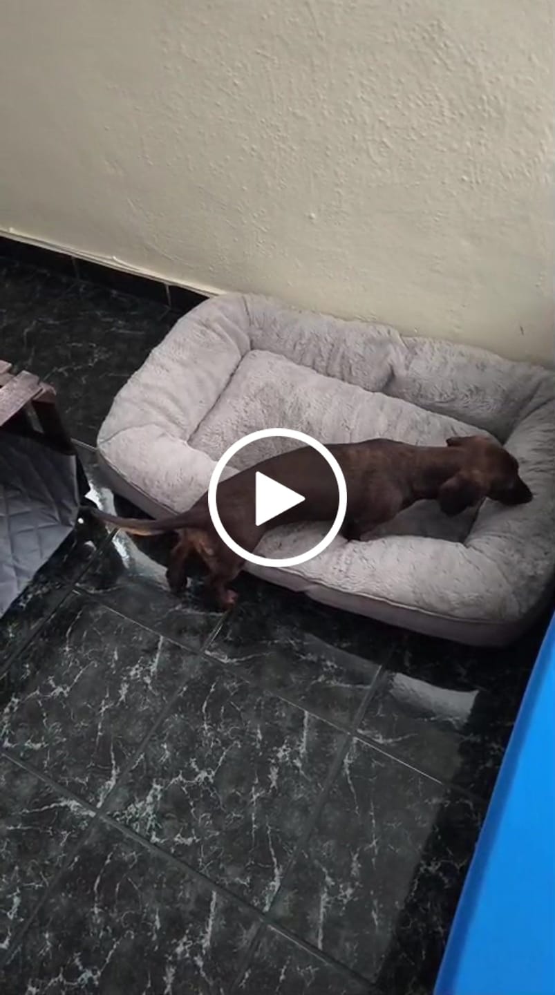 Customer video review of Cama Sofá para Perros