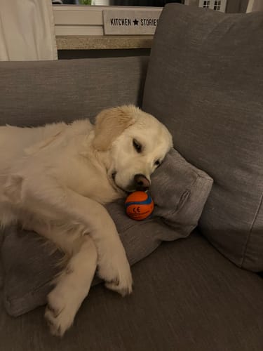 Ein Kunde zeigt seinen jungen Golden Retriever, der nach der Einnahme von Relax Time entspannt auf dem Sofa liegt.