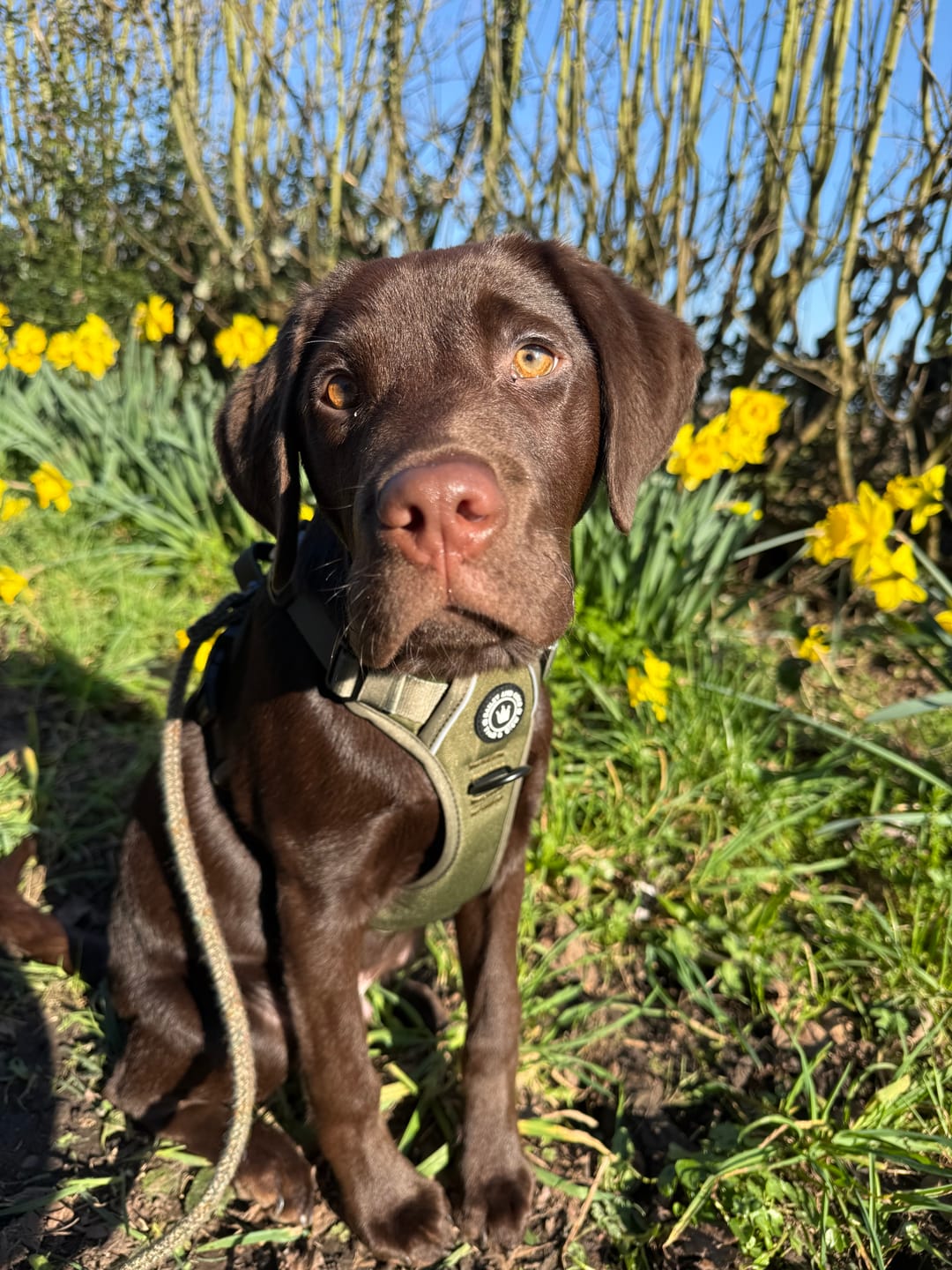 Customer photo review of Trail & Glow® Dog Harness - The Khaki One