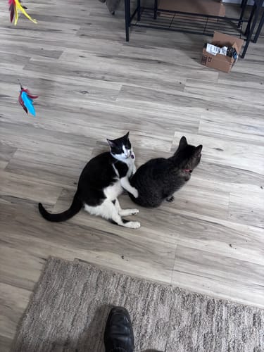 Customer photo review of 2x Blisso Advanced Cat Probiotic | Cat Probiotic for Diarrhea & Kidney Support