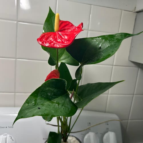 Customer photo review of Red Anthurium in a 4" Grow Pot – Live Flamingo Flower Plant – Anthurium Andraeanum