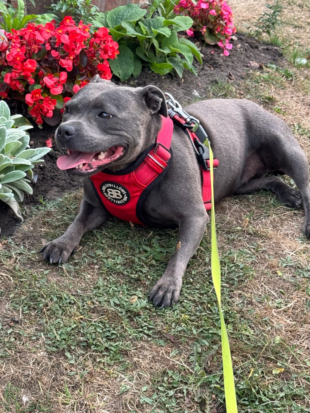 Customer photo review of Comfort Premium Harness | Non Restrictive - Red