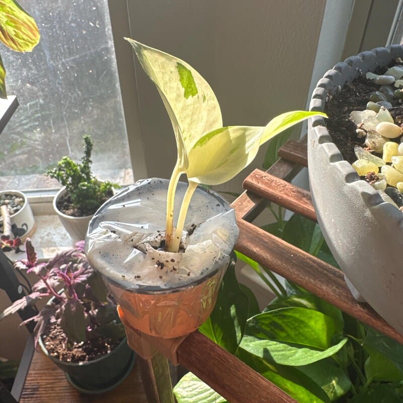 Customer photo review of Snow Queen Pothos Single Starter Plant in a 1.5" Pot - Epipremnum Aureum 'Snow Queen' - Variegated Pothos -  Office Plant, Gift Plant