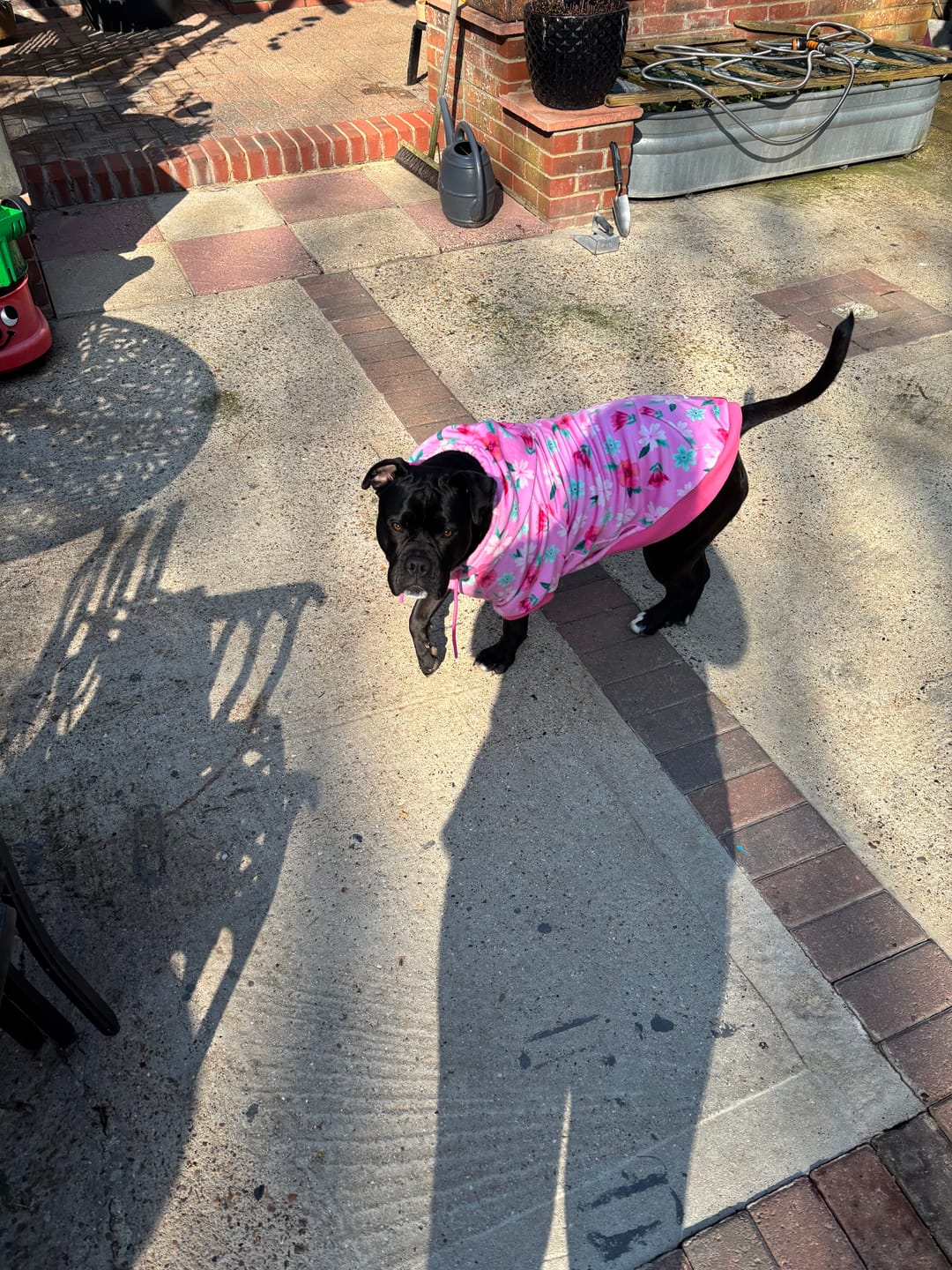 Customer photo review of Blossom Dog Hoodie - Pink