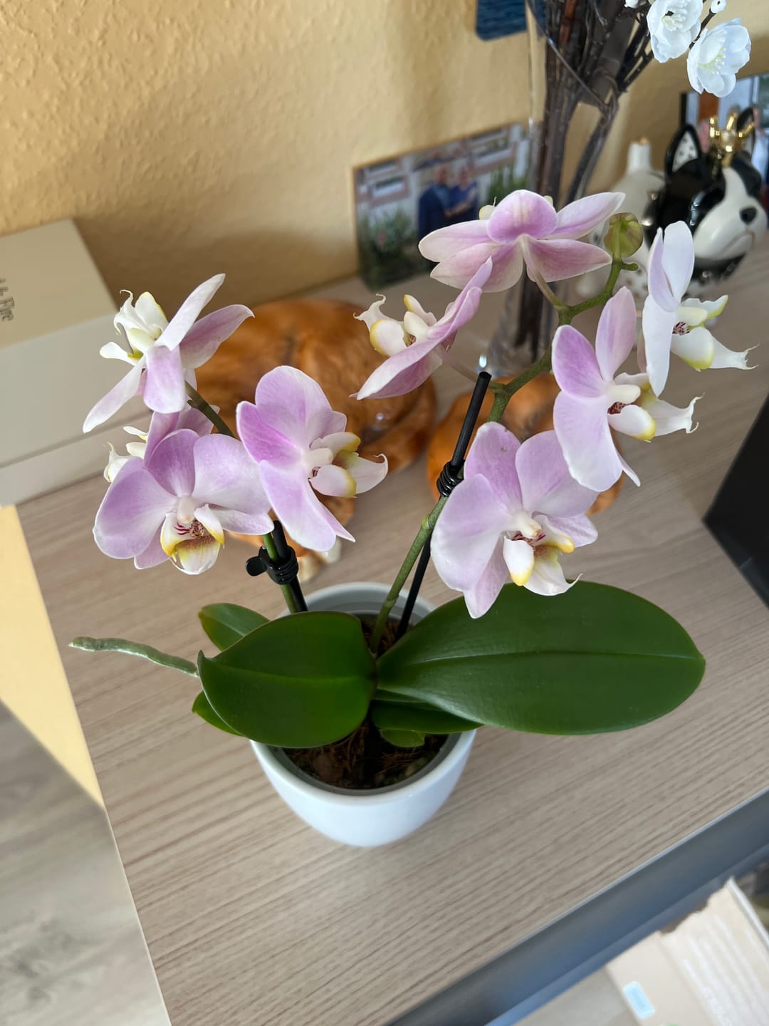 Customer photo review of Table Dance Angel Eyes mit hellrosa Blüten und 2 Rispen