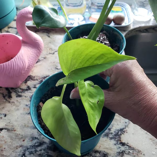 Customer photo review of Monstera Deliciousa Live Indoor Plant, Easy Care Low Light Houseplant, Air Purifier Monstera Gift Plant Mother's Day Pet Friendly Plant