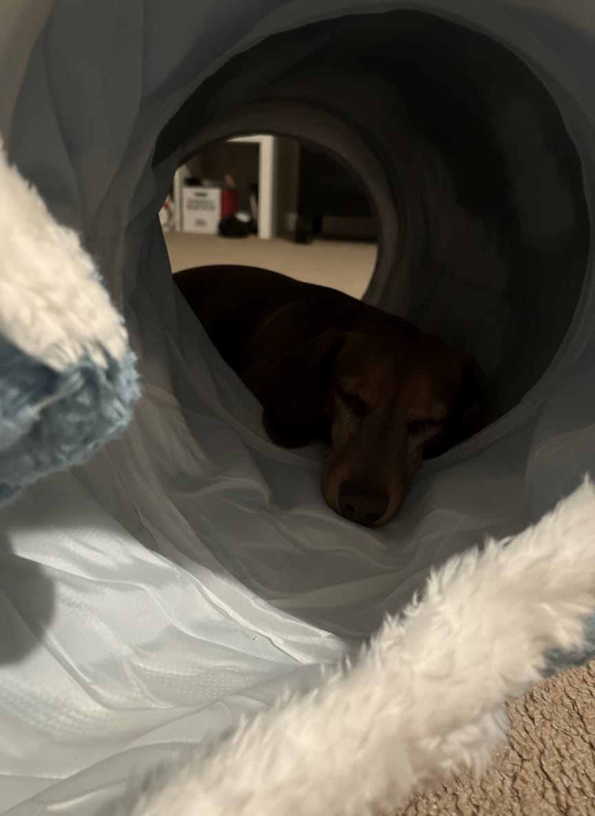 Customer photo review of Dachshund Tunnel Bed