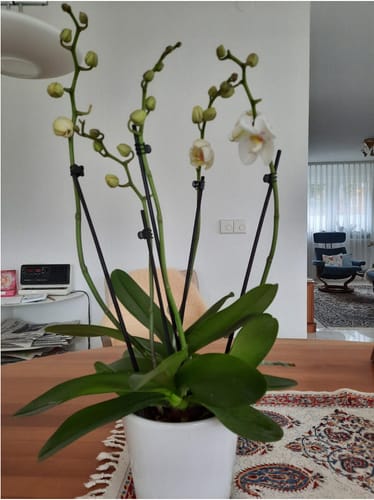Kundenbild der Two of Us Manta Kalimantan Orchidee in einem weißen Topf, mit vielen Knospen und einigen wenigen geöffneten Blüten.