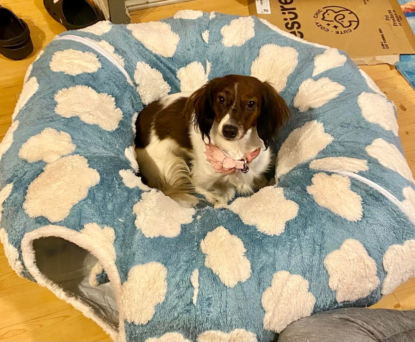Customer photo review of Dachshund Tunnel Bed