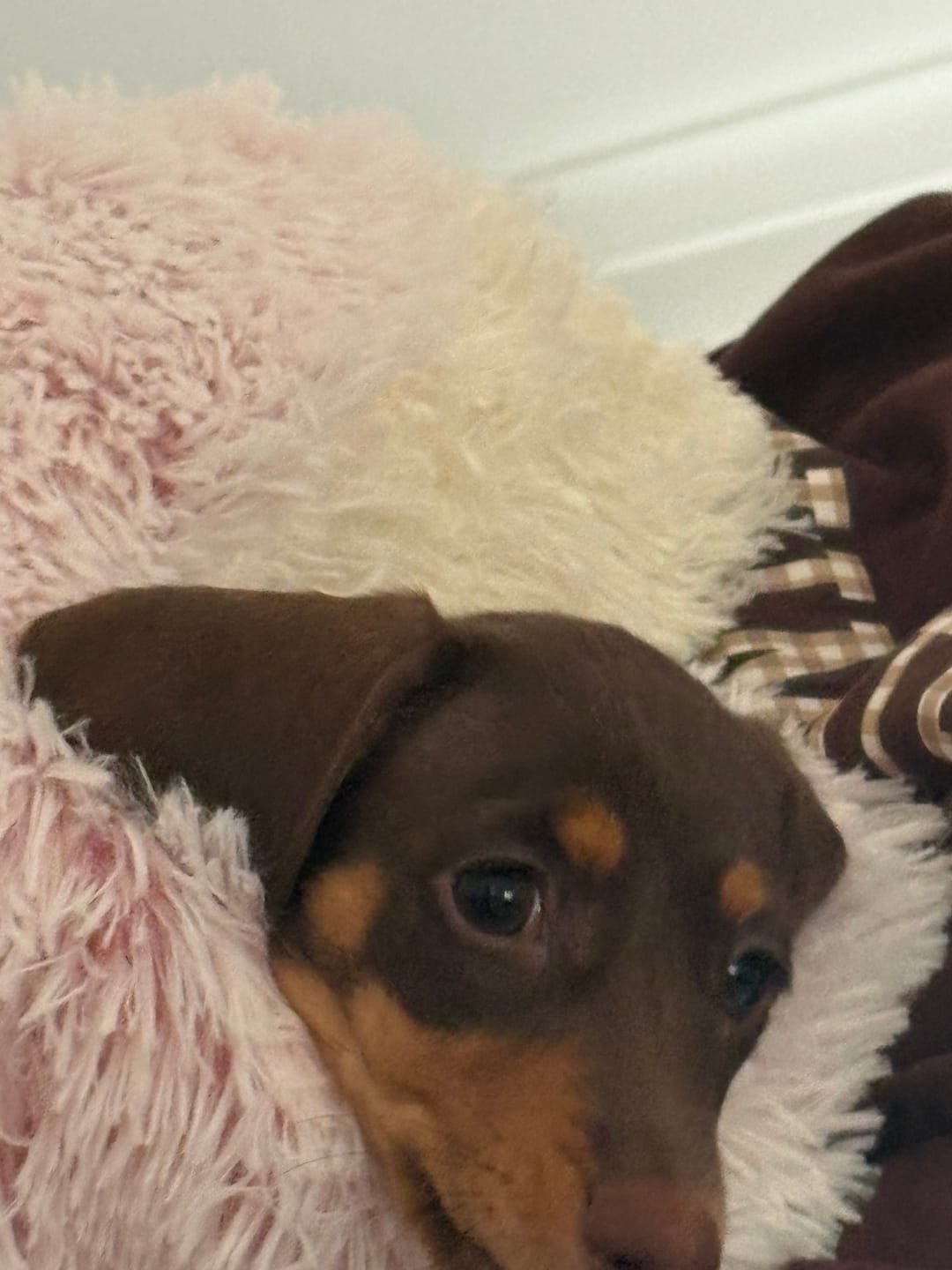Customer photo review of Snuggle Cave