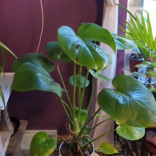 Customer photo review of Monstera Deliciousa Live Indoor Plant, Easy Care Low Light Houseplant, Air Purifier Monstera Gift Plant Mother's Day Pet Friendly Plant