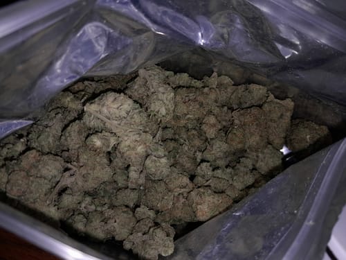Customer photo review of Acapulco Gold THCA Flower