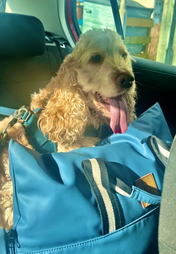 Customer photo review of The Dog Dock