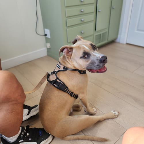 Customer's happy tan pitbull sitting on the floor, mentioned as an aggressive chewer in the review for Pumpkin Yak Chews.