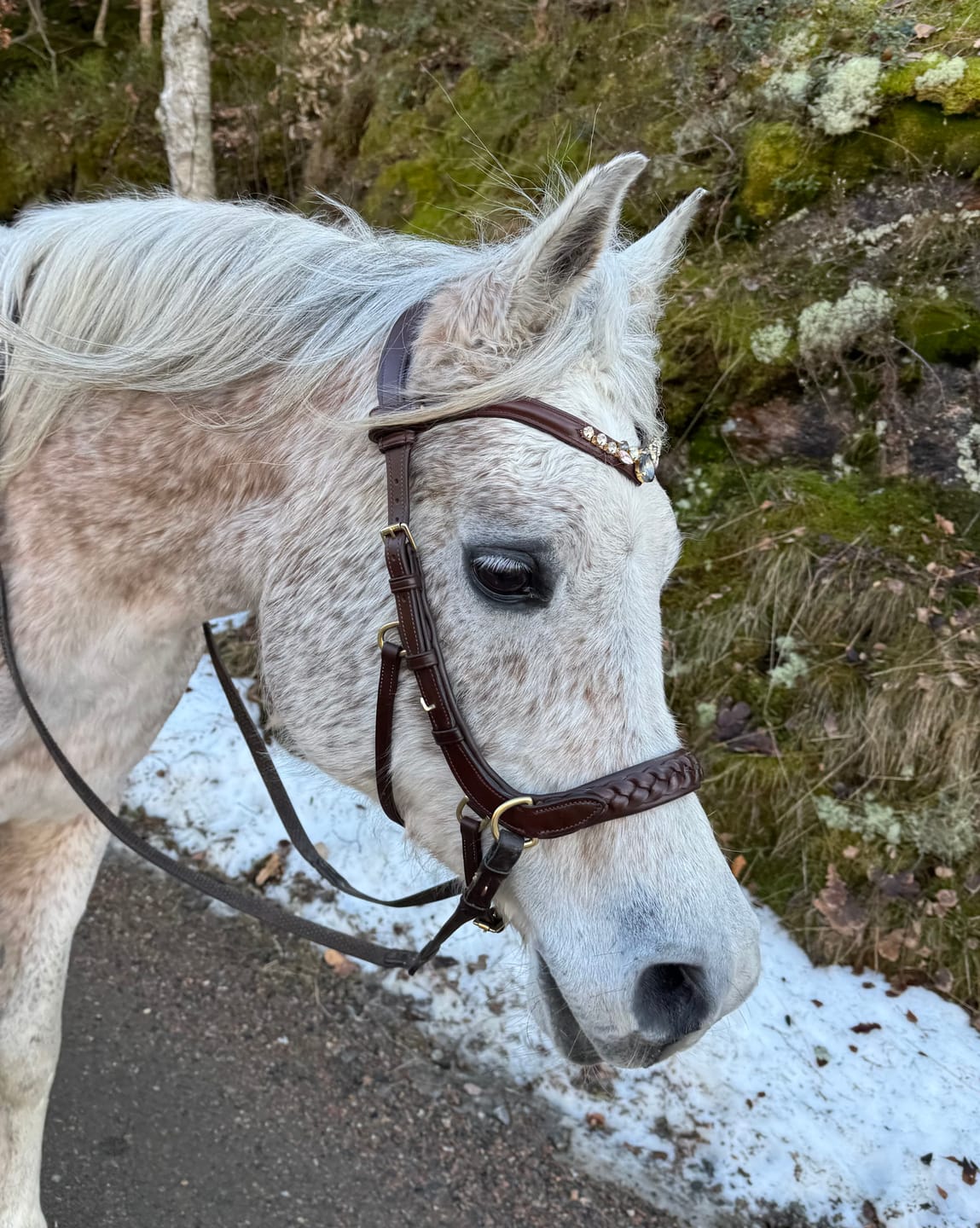 Customer photo review of ❤️ Odessa bonita Multi Bridle padded - MASEGO bit to bitless system