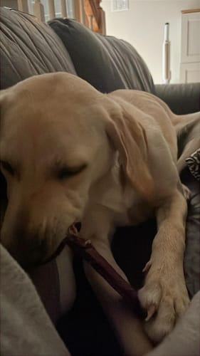 Customer's sleepy puppy lying on a couch while chewing a 12 Inch Monster Bully Stick.