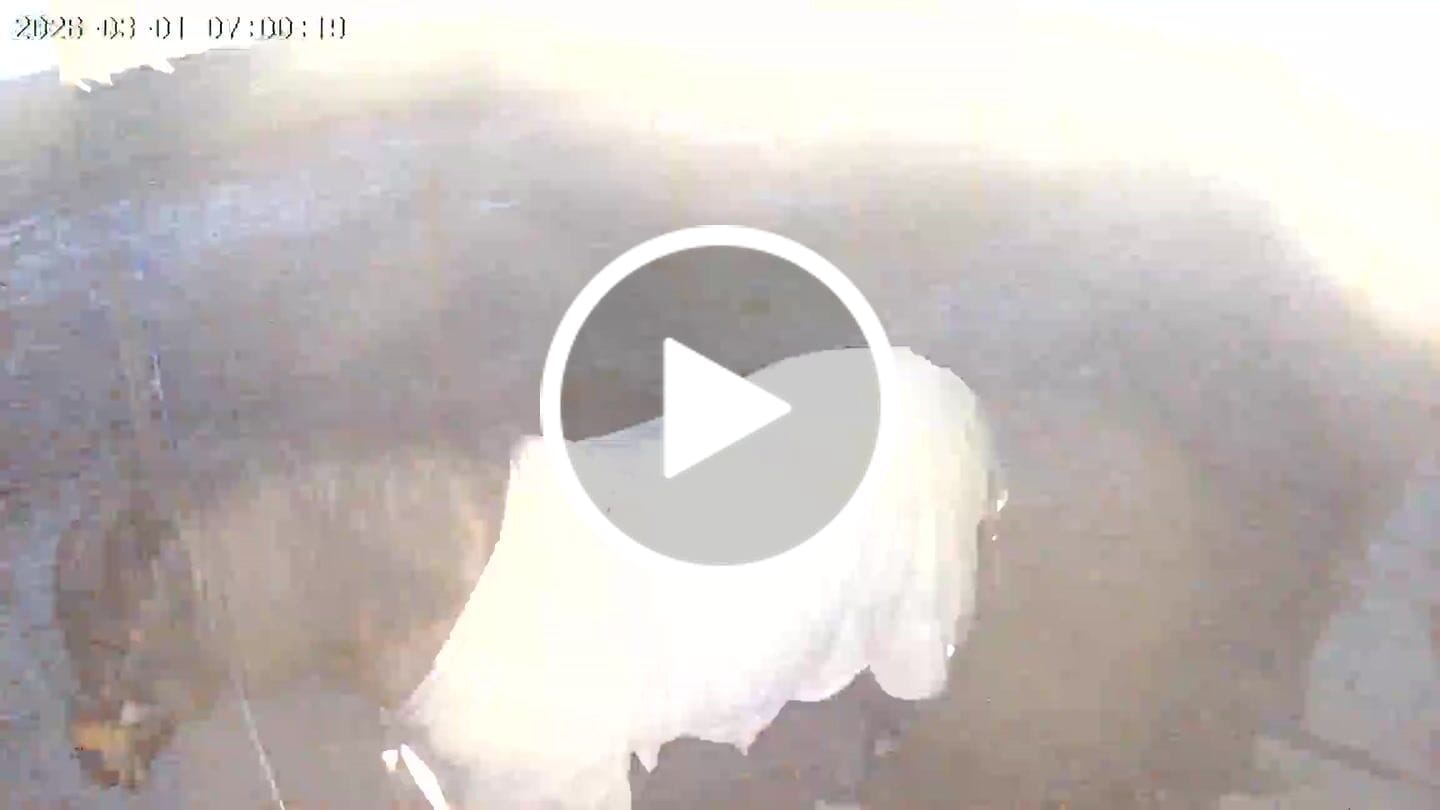 Customer video review of Protectly® Beveiligingscamera Draadloos 2K
