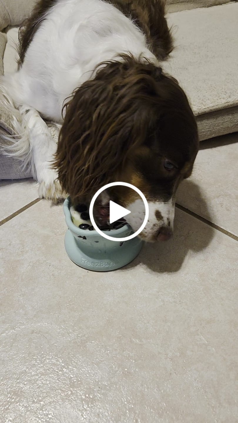 Customer video review of Freezflower Cup -  Frozen Treat Cup for Calm, Happy Dogs