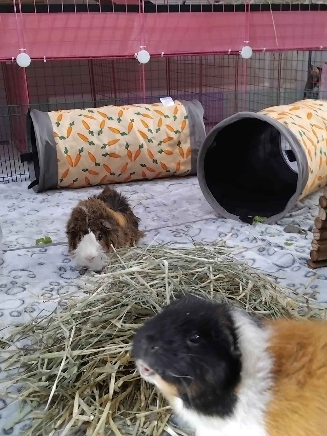Customer photo review of Ozzy Pets Grass Hay for Guinea Pigs