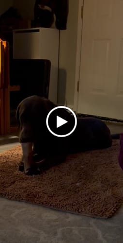 Customer video review of Smoked Beef Marrow Bone