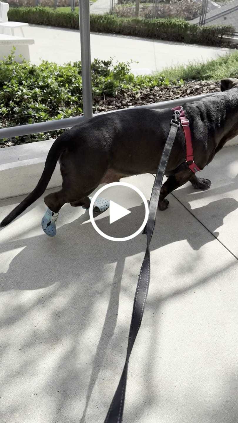Customer video review of WagWellie® Mojave Single