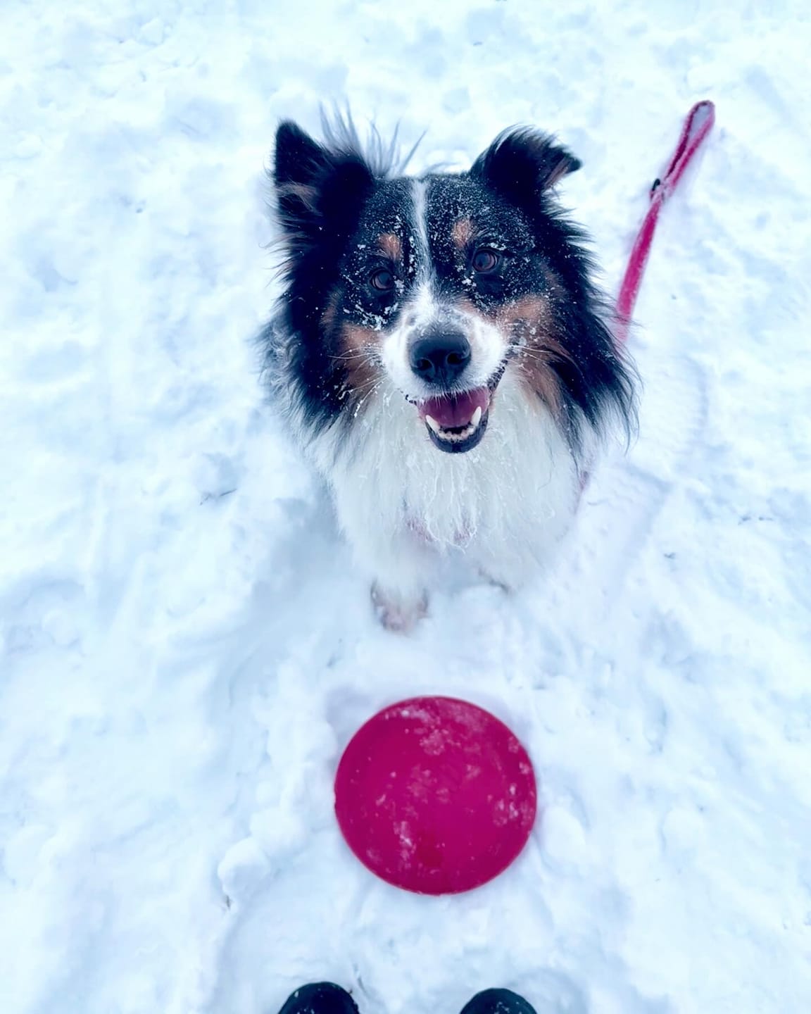 Customer photo review of Farmed Insects formulas / Adult & Puppy