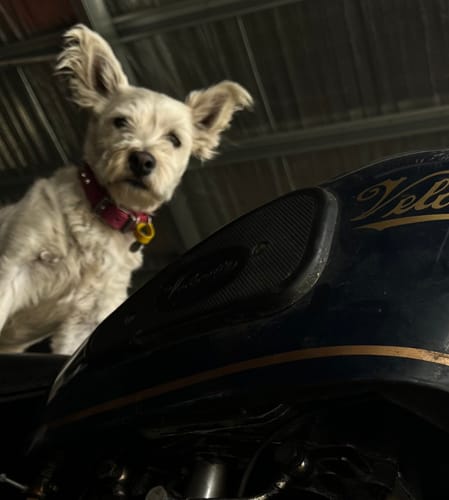 Customer photo review of Hand Made Leather Dog Collar - Imperial Dusky Pink & Chrome (Slim Fit)