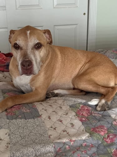 Customer photo review of Iron Paws Premium Dog Supplement