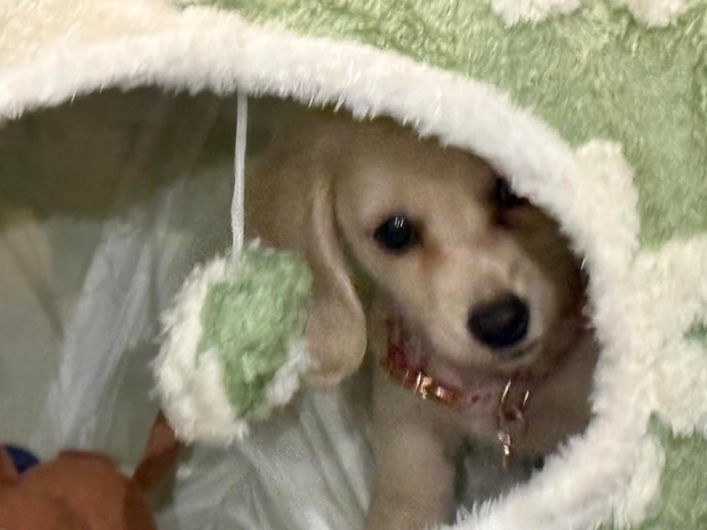 Customer photo review of Dachshund Tunnel Bed