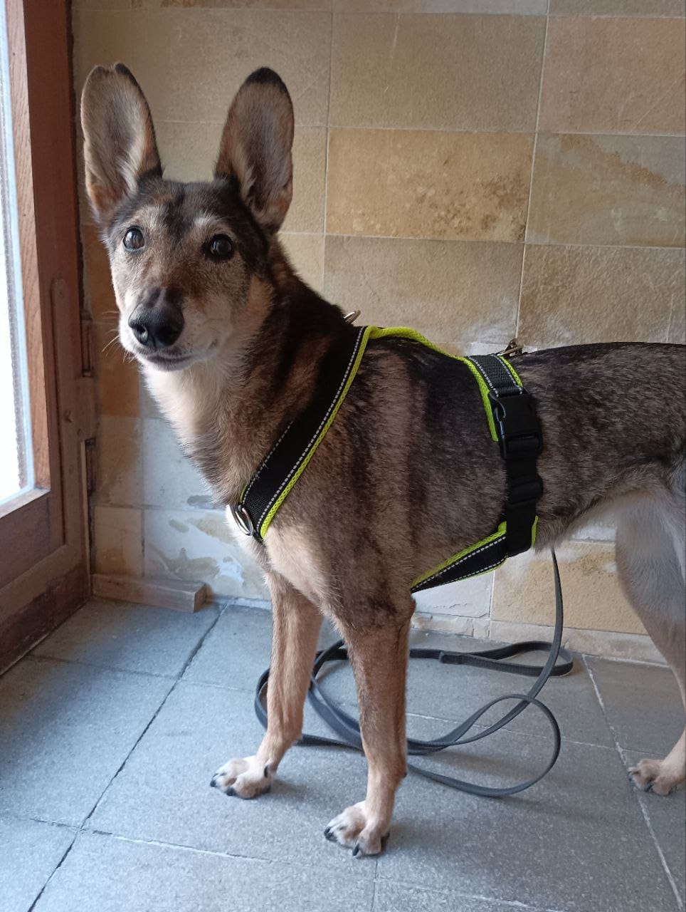 Customer photo review of Windhundgeschirr REFLEX "Yellow"