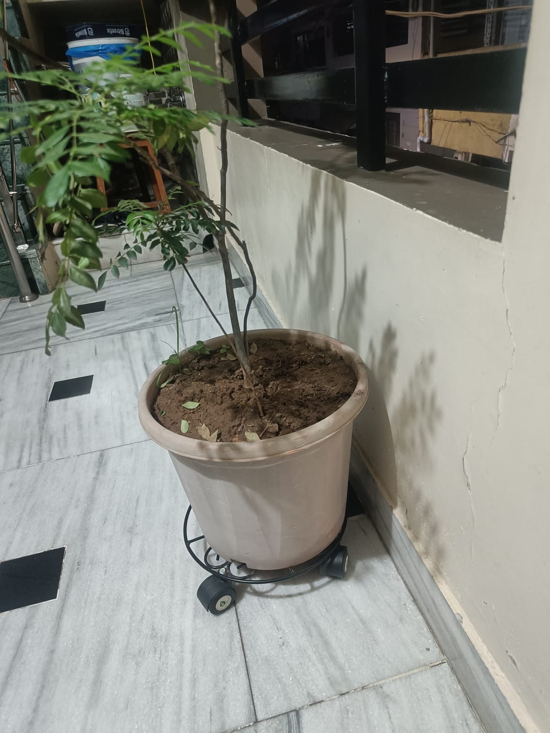 Customer photo review of TryGreen Fyra Wheel Rolling Plant Stand for Planters