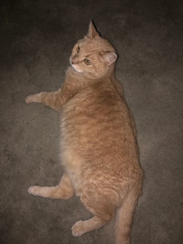 Customer photo review of 2x Blisso Advanced Cat Probiotic | Cat Probiotic for Diarrhea & Kidney Support