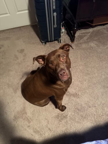 Reviewer's brown dog with wide eyes sitting on a tan carpet in a room.