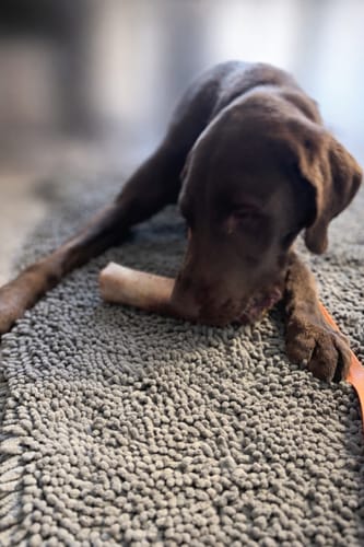 Close-up of a customer's brown dog lying on a gray rug and chewing on Erik's Mystery Treat.
