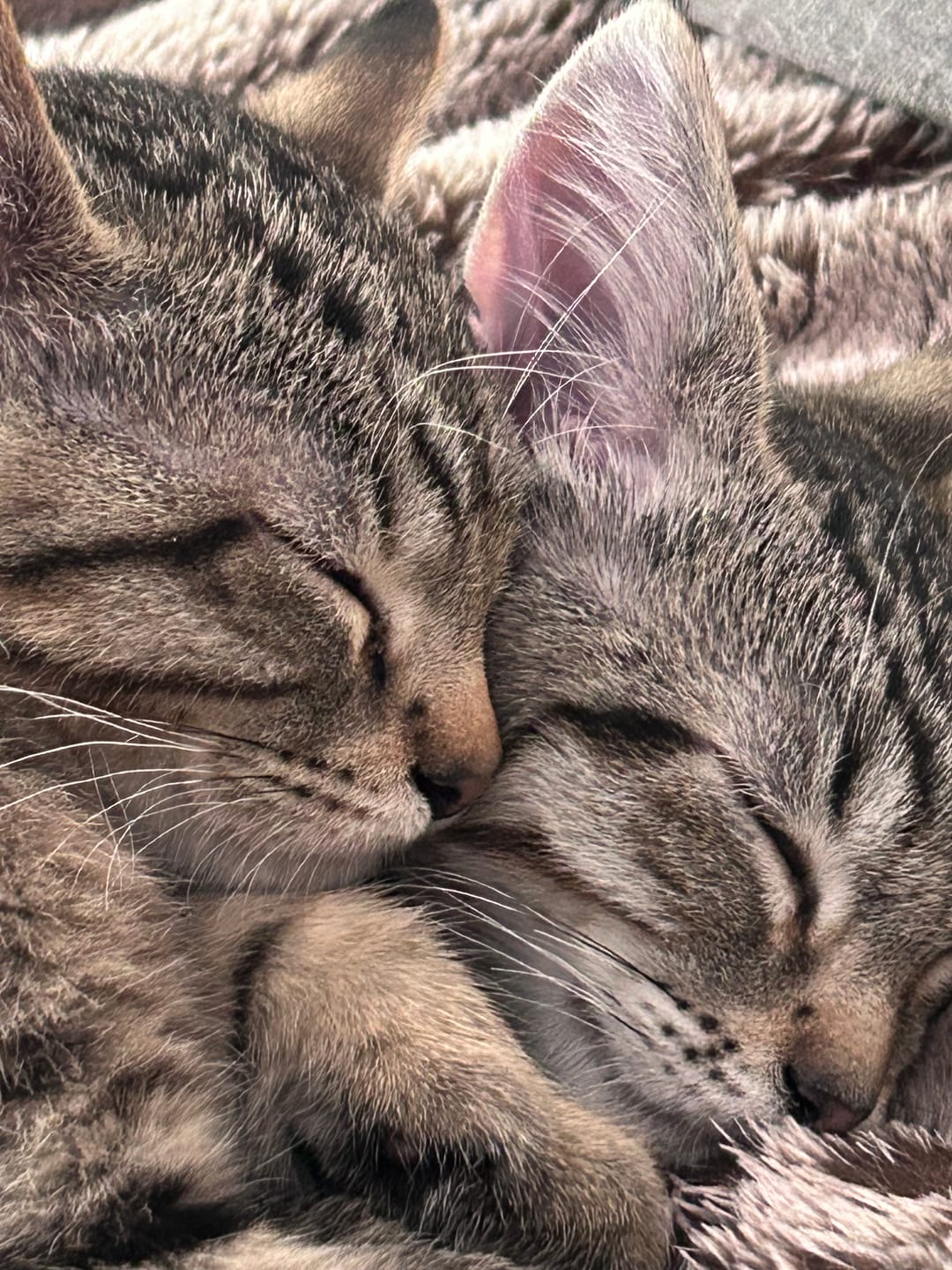 Customer photo review of Cat Cold, Sneezing & Respiratory Support Remedy