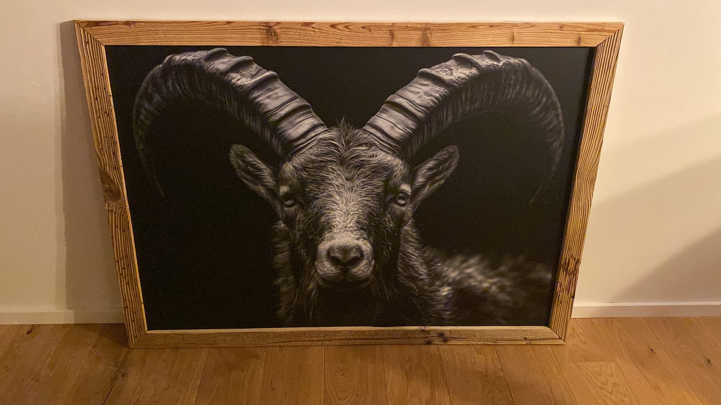 Customer photo review of Pride of an alpine ibex - Alu-Dibond wall art