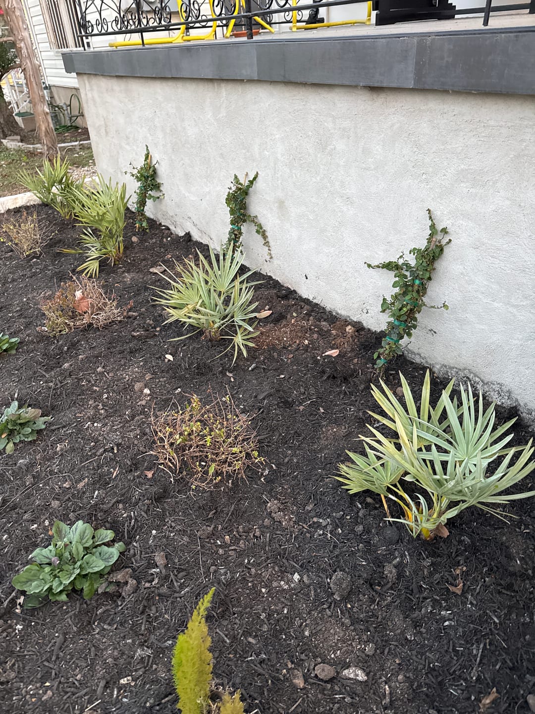 Customer photo review of Silver Saw Palmetto, Georgia Silver