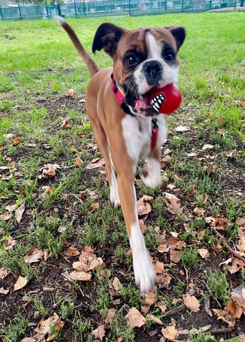 Customer photo review of Rogz Grinz Ball