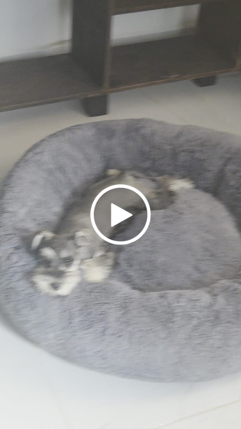 Customer video review of Cama Sofá para Perros