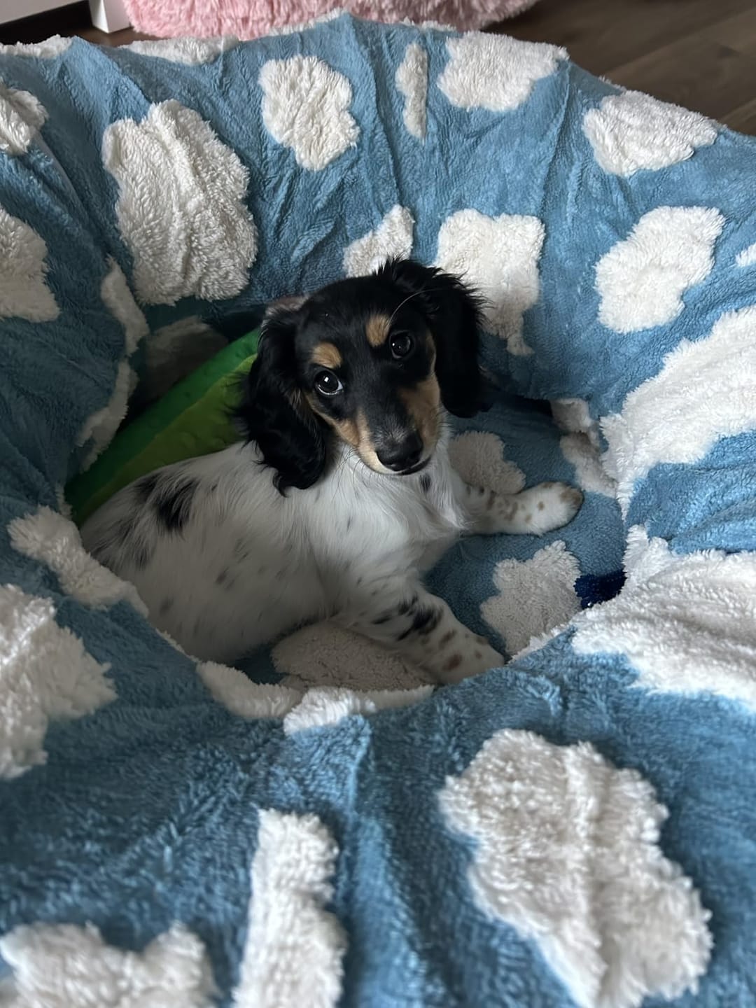Customer photo review of Dachshund Tunnel Bed