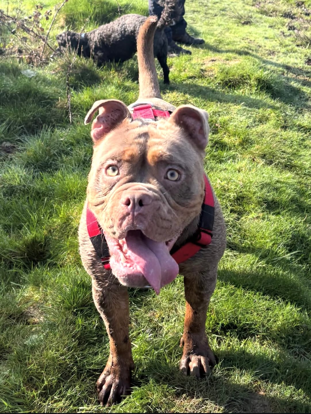 Customer photo review of Training Anti Pull TRI-Harness® | M-XL Breeds - Red