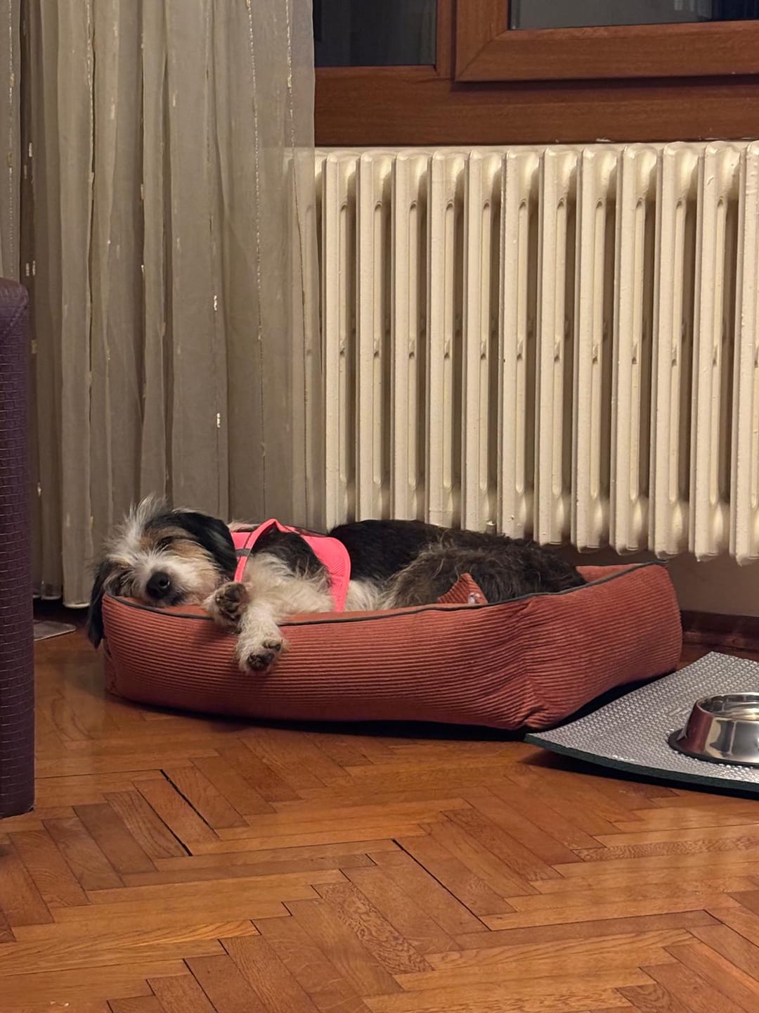 Customer photo review of Kuzulu Medium Maxi Yetişkin Köpek Maması