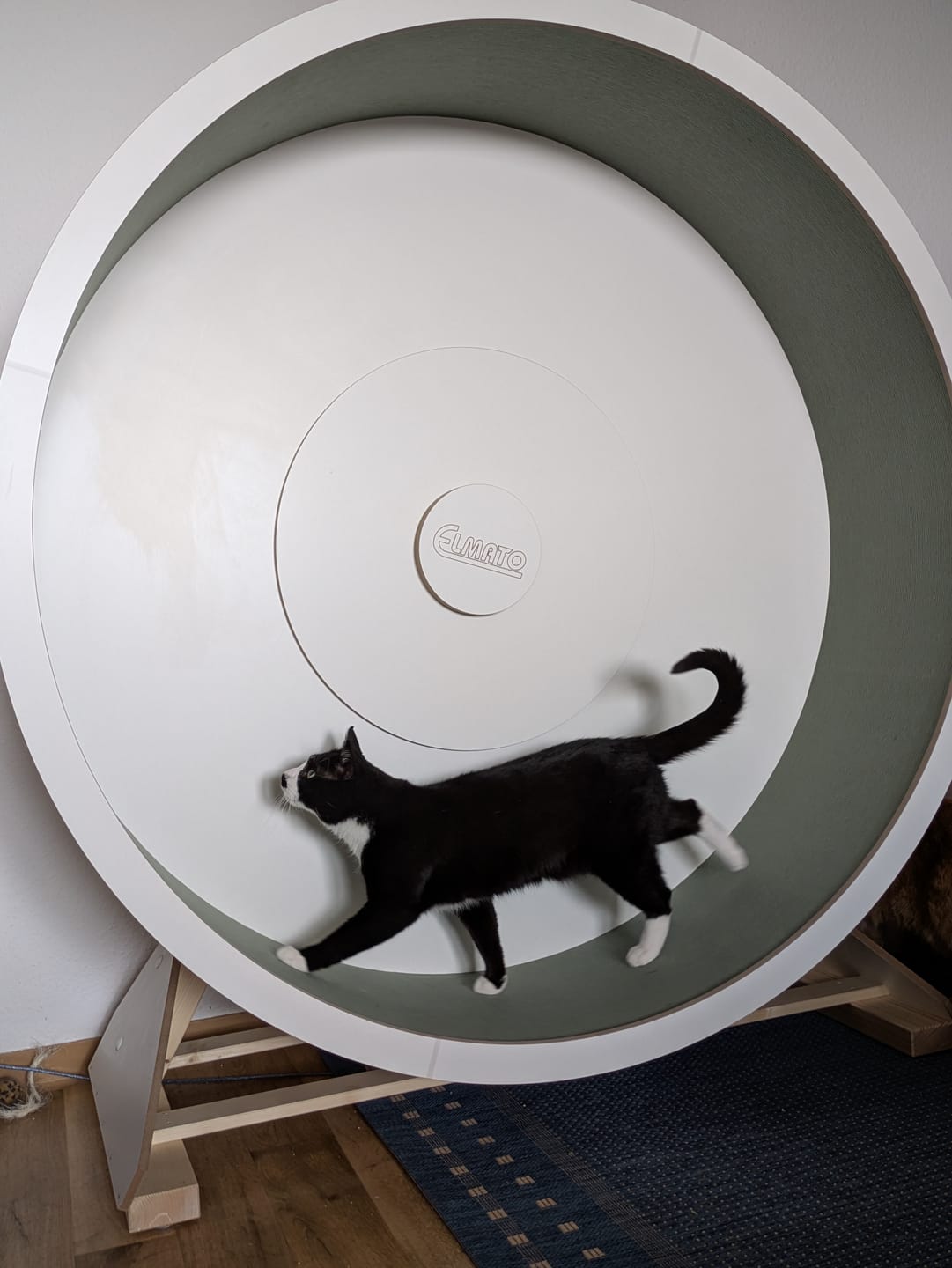 Customer photo review of Elmato Katzenlaufrad Rocky Standmodell