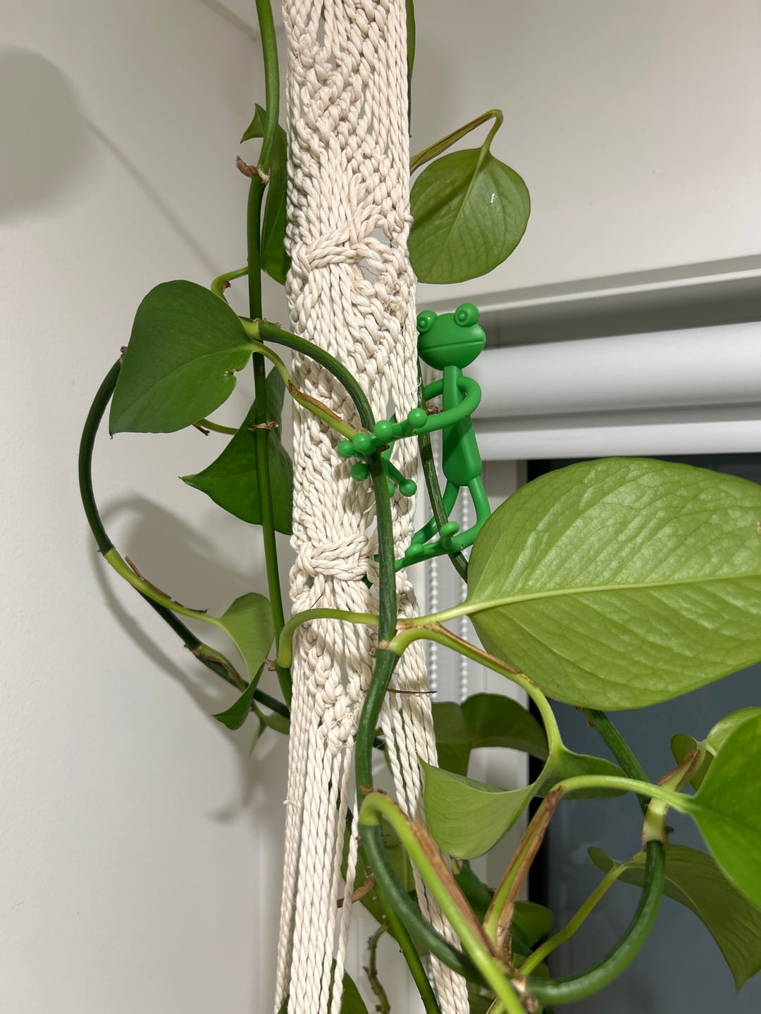 Customer photo review of Mamie-Frog® - Le Tuteur qui sourit à vos plantes
