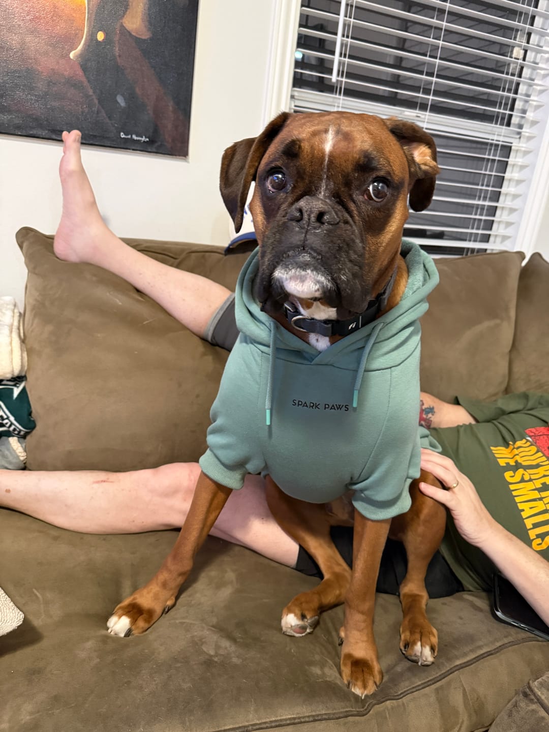 Customer photo review of Essential Dog Hoodie - Teal