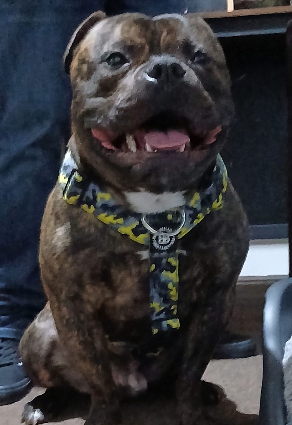 Customer photo review of Training Anti Pull TRI-Harness® | M-XL Breeds - Lightning