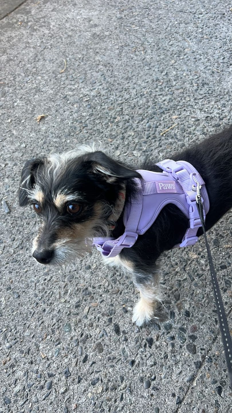 Customer photo review of Arnés Paws